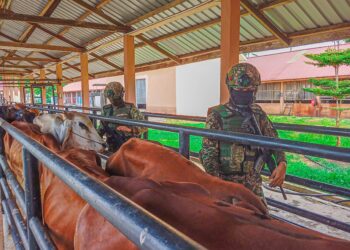 ANGGOTA ATM memeriksa lembu yang dirampas dalam serbuan di tebing Sungai Golok, Tanah Merah, Kelantan,