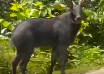 TANGKAP layar kelibat seekor kambing gurun di Gua Musang, Kelantan.
