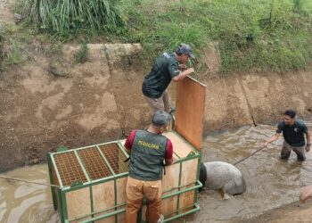 ANGGOTA Perhilitan Kelantan melakukan kerja-kerja menyelamat tapir betina yang ditemukan terjatuh ke dalam parit air di Kampung Padang Bukit, Lubuk Setol, Rantau Panjang, Kelantan.-IHSAN PERHILITAN.