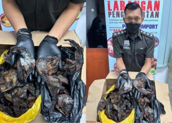 PEGAWAI penguat kuasa Maqis menunjukkan keli salai yang dirampas ketika cuba dibawa masuk di laluan Terminal Feri, Jeti Penumpang Port Dickson, minggu lalu.
