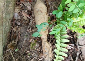 SEBUTIR bom lama jenis mortar yang ditemukan di sebuah kebun kelapa sawit, Jalan Batu Belang, Tampin, Negeri Sembilan pada 
9 September lalu.