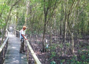 HUTAN bakau  berperanan penting  sebagai penyerap karbon. – GAMBAR HIASAN