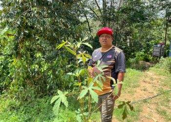 APEK Asud menunjukkan tanaman sara diri sayur-sayuran yang ditanam di kawasan rumahnya di Kampung Tendrik, Pos Bihai, Gua Musang, Kelantan - UTUSAN / AIMUNI TUAN LAH