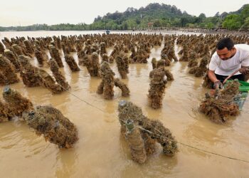 PENTERNAK kupang, Mohd. Hairel Mohd. Rashid mengeluarkan hasil ternakan kupangnya ketika ditemui di Kampung Telok, Pasir Panjang, Port Dickson baru-baru ini. – UTUSAN/MOHD. SHAHJEHAN MAAMIN