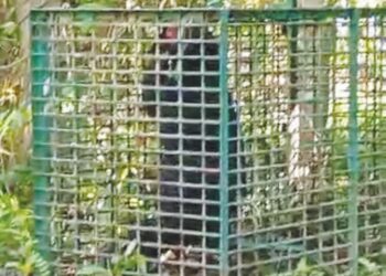 SEEKOR beruang matahari masuk perangkap yang dipasang pihak Perhilitan di Kampung Dalam Seduk, Gua Musang, Kelantan, kelmarin, – IHSAN PENDUDUK