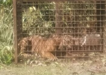 HARIMAU belang dipercayai membaham dua lelaki di Gerik dan Jeli berjaya ditangkap Perhilitan. - UTUSAN