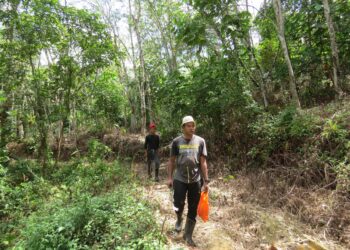 PENOREH getah terpaksa bekerja dalam masa singkat dan keluar secara berkumpulan kerana takut ancaman haiwan liar di Gua Musang, Kelantan. - UTUSAN/AIMUNI TUAN LAH