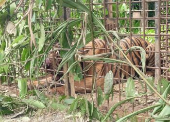 HARIMAU membaham seorang lelaki warganegara Myanmar dalam kejadian  di Ladang Cili Thek Him Vegetables Resources Batu 18 Jalan Raya Timur Barat (JRTB), Jeli itu berjaya ditangkap dalam tempoh 33 jam selepas masuk ke dalam perangkap yang dipasang semalam.-IHSAN PERHILITAN KELANTAN