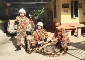 MOHD. Hamdan Mahadi (kanan) bersama dua anggota Bomba Sukarelawan Guchil menunjukkan ular sawa yang ditangkap selepas membaham ibu dan dua ekor anak kambing di Kampung Ngangoh, Kuala Krai, Kelantan-IHSAN BOMBA SUKARELAWAN.