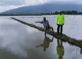BASHAH Din (kiri) bersama Romli Hashim menunjukkan sebahagian sawah miliknya di Kawasan Dulang Besar ditenggelami air, sejak Jumaat lalu.