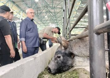 MAHFUZ  Omar melawat pusat ternakan lembu pada program kerjasama PPK Batu Kurau dan Pusat Koreksional Kamunting di Taiping hari ini. - UTUSAN/WAT KAMAL ABAS