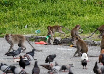 PENDUDUK Kampung Mendum, Lenggeng di sini resah dengan kehadiran sekumpulan monyet dalam jumlah yang besar sejak kebelakangan ini. - GAMBAR HIASAN