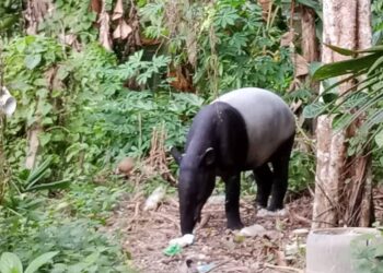 TAPIR betina makan buah dokong yang gugur berdekatan halaman rumah penduduk di Kampung Putu di Lipis, Pahang.