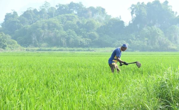 Apa yang petani kita tuai?
