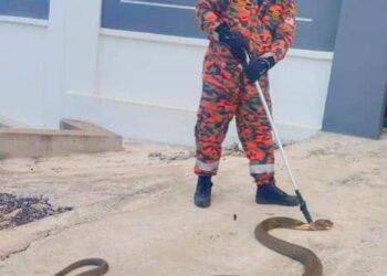 MOHD. Hamdan Mahadi bersama ular tedung selar yang berjaya di tangkap di Kampung Ngangoh, Kuala Krai, Kelantan semalam.