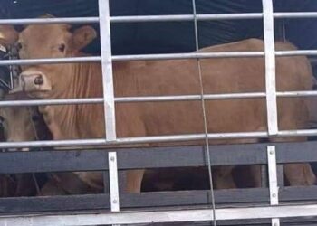 LEMBU seludup yang dirampas semasa serbuan di Kampung Kubang Bemban, Pasir Mas, Kelantan. - IHSAN PGA.
