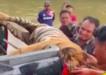 TANGKAP layar rakaman sekumpulan lelaki mengangkat bangkai harimau belang di Dabong, Kuala Krai, Kelantan, kembali tular hari ini.