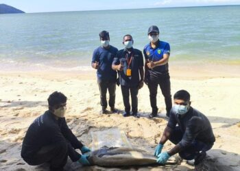 SEEKOR ikan lumba-lumba dari spesis Porpois Ambu (Finless Porpoise) ditemukan terdampar di pantai Teluk Bahang, Pulau Pinang.