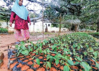 TIJAH Ali melihat tapak projek semaian anak pokok balak yang terjejas akibat banjir di Kampung Kuala Jeneris, Hulu Terengganu.