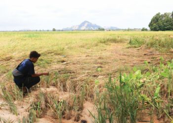 KEADAAN padi yang rebah dan rosak selepas ditenggelami banjir di Kampung Jal, Kok Lanas, Ketereh, Kelantan. –  UTUSAN/KAMARUL BISMI KAMARUZAMAN