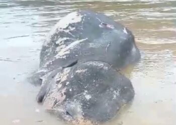 TANGKAP layar bangkai gajah liar ditemukan di Sungai Pahang berdekatan Kampung Pulau Mansok di Jerantut, Pahang.