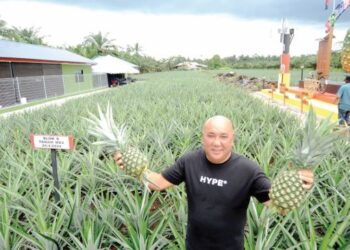 MOHAMMAD Anal Talha memetik dan menunjukkan nanas yang telah masak di kebun Kampung Parit Haji Osman, Pontian.