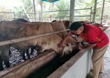 TERNAKAN lembu yang diusahakan Mohammad Afiqzul Mohammad Azri di Kampung Sungai Tiang Darat di Bagan Datuk mendapat tempahan dari Kelantan dan Terengganu. - UTUSAN/AIN SAFRE BIDIN