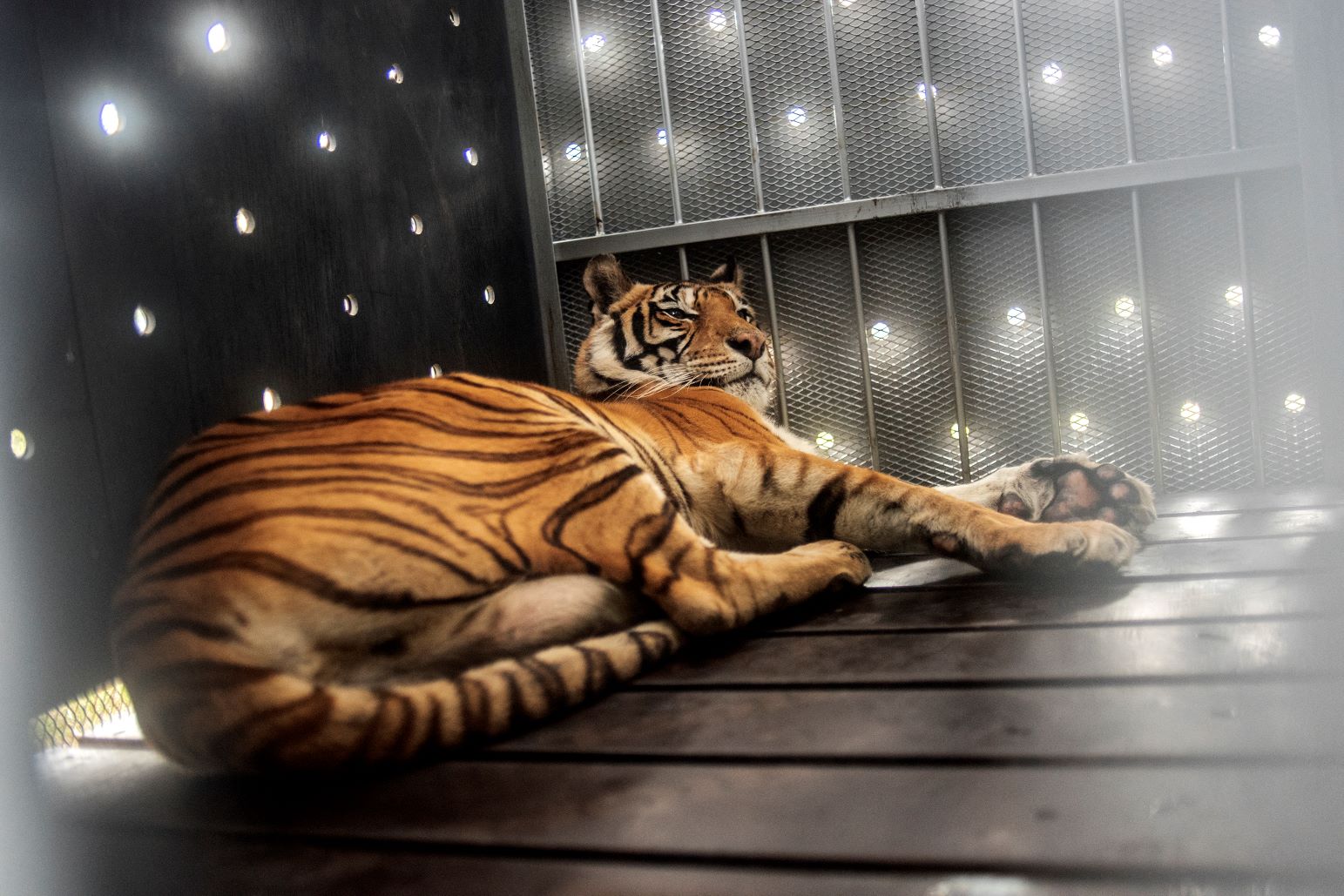 20 kucing besar, harimau mati dijangkiti selesema burung di AS