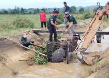 ANGGOTA Perhilitan mengangkat perangkap selepas menangkap tapir yang terjatuh ke dalam tali air di Kampung Jelapang, Setiu, Terengganu. - UTUSAN/WAN ZURATIKAH IFFAH WAN ZULKIFLI