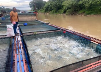 SUNGAI Pahang dicadang digazetkan sebagai zon industri akuakultur dan hub pengeluaran makanan untuk keperluan negara.