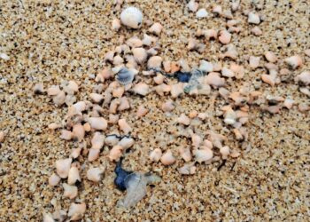 SEBAHAGIAN ubur-ubur dipercayai beracun yang terdampar di Pantai Sura, Dungun, Terengganu. -UTUSAN/NIK NUR IZZATUL HAZWANI NIK ADNAN