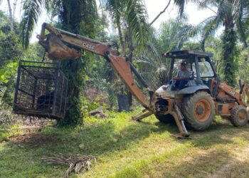 ANGGOTA Perhilitan memindahkan beruang matahari yang ditangkap di kebun kelapa di Kampung Sungai Bari, Setiu, Terengganu, hari ini. - UTUSAN/WAN ZURATIKAH IFFAH WAN ZULKIFLI
