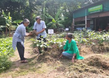 PENANAMAN sayur-sayuran di kebun CAP di Pulau Pinang yang menggunakan kaedah sungkup organik ketika ini.