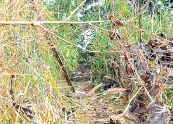 KEADAAN pagar keselamatan yang rosak menjadi laluan tikus untuk penyeludup keluar masuk ke sempadan Malaysia-Thailand di Padang Besar, Perlis. – UTUSAN/IZLIZAN OTHMAN
