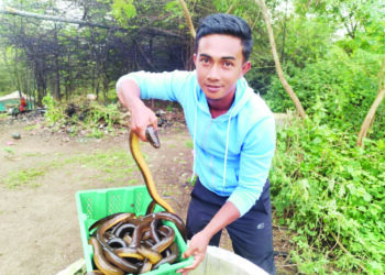MOHD. Sakri Che Hussin menunjukkan belut yang ditangkap di sekitar Besut dan dijual di rumahnya di Kampung Taman Tasik, Kuala Besut, Besut, Terengganu. - MINGGUAN/WAN ZURATIKAH IFFAH WAN ZULKIFLI