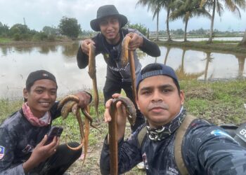 MUHAMMAD Luqmanul Hakim Azhar (kiri)  menunjukkan hasil belut yang diperoleh mereka  di bendang Kampung Jelawat, Bachok, Kelantan. - .UTUSAN/TOREK SULONG