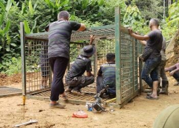 PENDUDUK Orang Asli di Pos Bihai, Gua Musang, Kelantan mengehadkan aktiviti di dalam hutan kerana bimbang dengan ancaman harimau belang. - UTUSAN/AIMUNI TUAN LAH