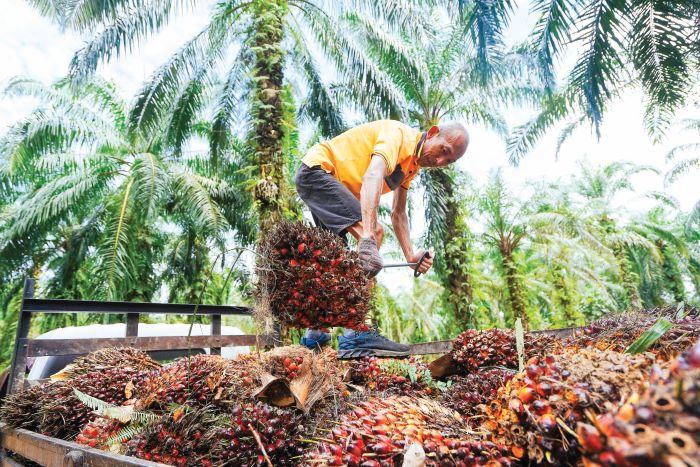Hasil perladangan dijangka meningkat 12.4% tahun ini