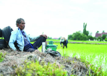 NASIB para pesawah 'sakit' sekiranya harga belian padi musim ini menjunam sehingga mencecah harga lantai iaitu RM1,300 per tan metrik.-UTUSAN/IZLIZAN OTHMAN