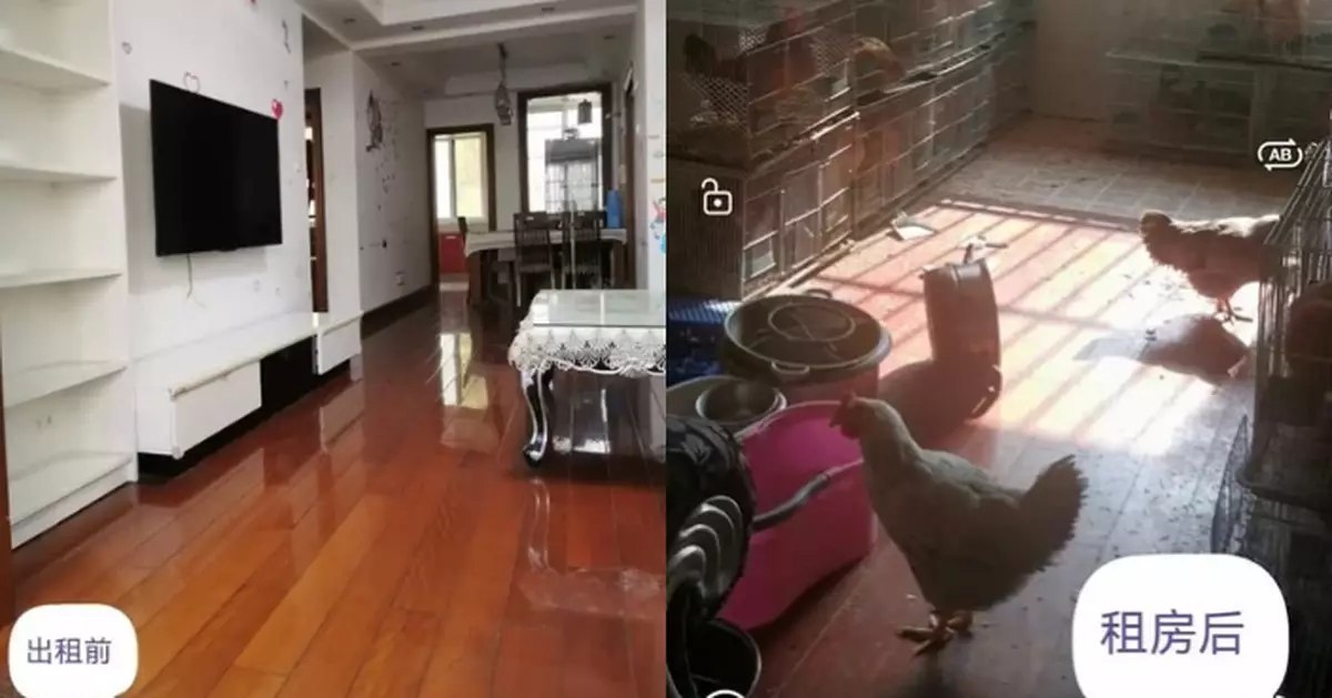 Lelaki terkejut rumah sewa bertukar jadi reban ayam