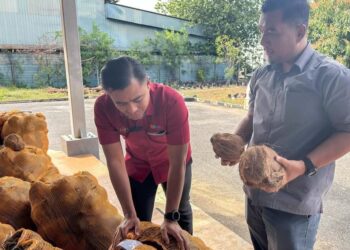 MOHD. Anzara Azizan (kiri) melihat bekalan kelapa tua di Pusat Operasi Fama negeri di Kangar, Perlis semalam. – UTUSAN/SYED AZLAN SAYID HIZAR