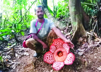 ISHAK Samad menunjukkan bunga pakma di suatu lokasi yang menjadi laluan mencari hasil hutan oleh Orang Asli Sungai Berua, Hulu Terengganu. – UTUSAN/ NOOR HAYATI MAMAT