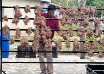 Md. Sailihin Abd. Rahman melihat hasil tuaian pertama bawang merah yang diusahakannya di Kampung Rambai, Padang Siding, Arau, Perlis semalam. – UTUSAN/MOHD. HAFIZ ABD. MUTALIB