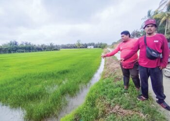 ABDUR Rahman Husni Ismail (kanan) dan Muhamad Nasrullah Mohd. Nawi menunjukkan kawasan sawah padi yang sering terjejas akibat kekurangan bekalan sumber air di Kampung Air Terjun, Besut, Terengganu semalam. – UTUSAN/WAN ZURATIKAH IFFAH WAN ZULKIFLI