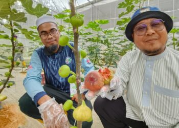 NAZRY Mohamad Nor (kanan) menunjukkan buah tin yang diusahakan beliau di ladang AY Benefigs Farm, Kampung Permatang Sungkai, Pasir Puteh, Kelantan. – UTUSAN/YATIMIN ABDULLAH.