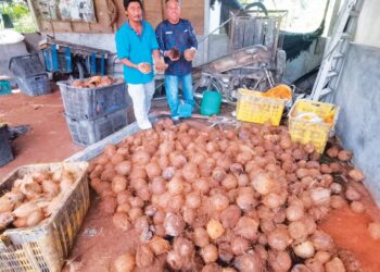 KAMARUL Bahrain Muhyiddin menunjukan buah kelapa dari Indonesia yang sudah rosak di Sungai Tiang di Bagan Datuk. 
– UTUSAN/AIN SAFRE BIDIN