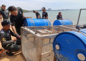 PEGAWAI serta anggota Perhilitan Negeri Sembilan memasang perangkap bagi menangkap buaya yang dilaporkan kelihatan di sekitar Pantai Cermin, Port Dickson baru-baru ini. – UTUSAN/NOR AINNA HAMZAH