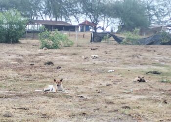 SEKUMPULAN anjing liar di sekitar Pantai Benting Lintang, Besut, Terengganu. – UTUSAN/WAN ZURATIKAH IFFAH WAN ZULKIFLI