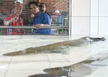 RUZAIDI Mamat (kanan) melihat ikan bersaiz gergasi yang dikenali sebagai arapaima gigas di Zoo Rimba Razia, Kuala Berang, Hulu Terengganu. – UTUSAN/PUQTRA HAIRRY