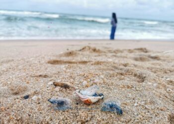BANGKAI ubur-ubur api yang ditemukan di Pantai Batu Buruk di Kuala Terengganu, Terengganu. -UTUSAN/KAMALIZA KAMARUDDIN